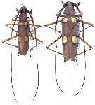 Eburia (Eleutho) consobrinoides