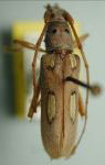 Eburia (Eburia) copei