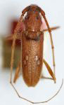 Eburia (Eburia) cubae