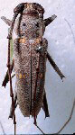 Eburia (Eburia) didyma