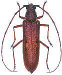  Eburia (Eburia) inermis