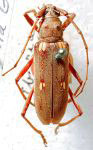 Eburia (Eburia) insulana