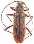  Eburia (Eburia) linsleyi