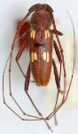  Eburia (Eburia) longicornis