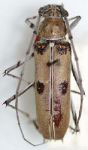  Eburia (Eburia) marginalis