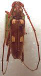  Eburia (Eburia) octomaculata