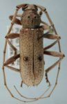  Eburia (Eburia) porulosa