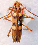 Eburia (Eburia) postica