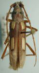  Eburia (Eburia) quadrimaculata