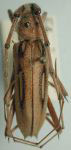  Eburia (Eburia) quadrinotata