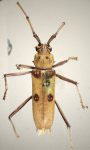  Eburia (Eburia) ramsdeni