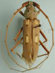  Eburia (Eburia) semipubescens