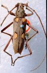  Eburia (Eburia) tetrastalacta