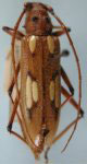  Eburodacrys amazonica