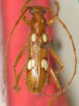 Eburodacrys ayri