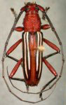  Eburodacrys bilineata