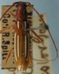  Eburodacrys eburioides concolor