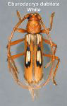  Eburodacrys dubitata
