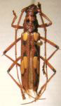  Eburodacrys guttata