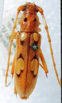  Eburodacrys laevicornis