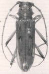  Eburodacrys moruna