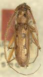  Eburodacrys pilicornis