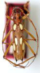  Eburodacrys prolixa