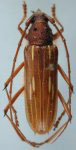  Eburodacrys punctipennis