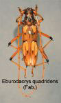  Eburodacrys quadridens