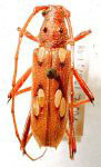  Eburodacrys sanguinipes