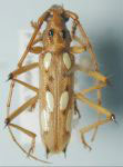  Eburodacrys sexmaculata