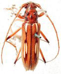  Eburodacrys sticticollis