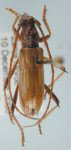  Eburodacrys subaffinis