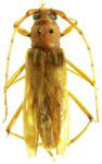  Eburodacrys translucida