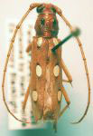  Eburodacrys triocellata