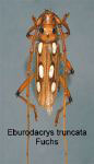  Eburodacrys truncata