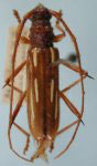  Eburodacrys tuberosa