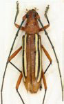  Erosida delia
