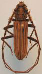  Opades costipennis