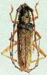  Pantomallus martinezi