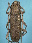  Pantomallus rugosus