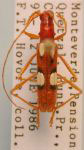  Pronuba gracilis