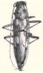  Quiacaua taguaiba