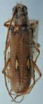  Solangella meridana