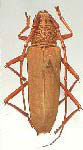  Susuacanga unicolor