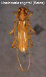  Uncieburia rogersi