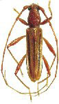  Ectenessa zamalloae