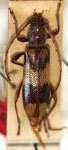 Amorupi hudepohli