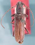 Aneflomorpha fisheri