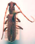 Aneflomorpha luteicornis